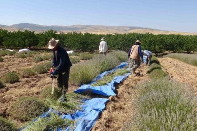 Malatya’da kavurucu sıcak altında lavanta hasadı