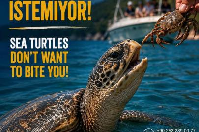 Prof. Dr. Kaska: Caretta carettaları beslemeyin, dokunmayın, fotoğraf için yaklaşmayın
